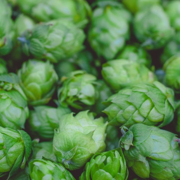 markus-spiske-oQrsENGZXDU-unsplash